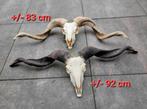 2 X  giga grote Ram Schedels - skull- taxidermi- geraamte, Ophalen of Verzenden, Schedel