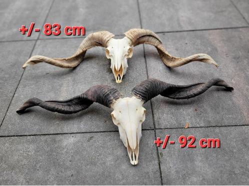 2 X  giga grote Ram Schedels - skull- taxidermi- geraamte, Verzamelen, Dierenverzamelingen, Schedel, Ophalen of Verzenden