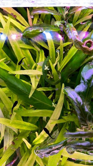 Black Molly’s gratis beschikbaar voor biedingen