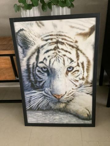Mooi groot schilderij poster in lijst witte tijger 96 cm! beschikbaar voor biedingen