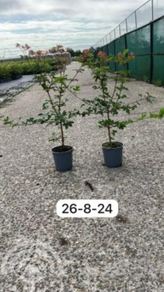 Acer campestre Veldesdoorn - Spaanse aak Haag Boom Laan Bos, Tuin en Terras, Planten | Tuinplanten, Vaste plant, Overige soorten