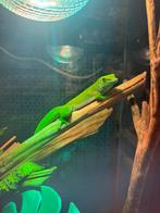 Madagaskar daggekko (met terrarium), Dieren en Toebehoren