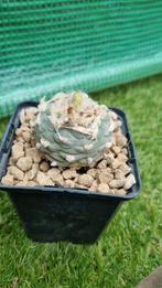 LOPHOPHORA WILLIAMSSI PEYOTE CACTUS VEEL RIBBELS PLANT, Huis en Inrichting, Kamerplanten, Ophalen of Verzenden, Cactus, Minder dan 100 cm