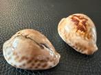 Twee Cypraea Teulerei Schelpen, Ophalen of Verzenden, Schelp(en)