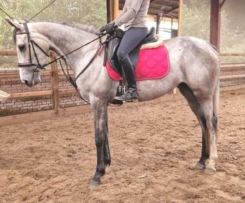 Brave talentvolle 5jr allrounder 1,62-recreatie-manege-sport beschikbaar voor biedingen