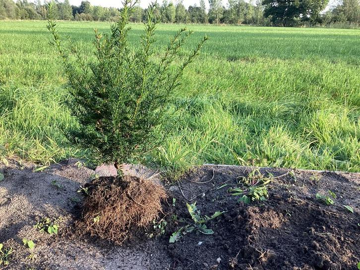 Te koop Taxus, Tuin en Terras, Planten | Struiken en Hagen, Taxus, Minder dan 100 cm, Ophalen of Verzenden