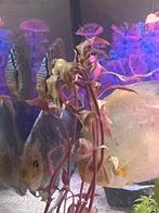 3 discus vissen trio koppeltje dark angel bleu angel, Dieren en Toebehoren, Vissen | Aquariumvissen, Vis