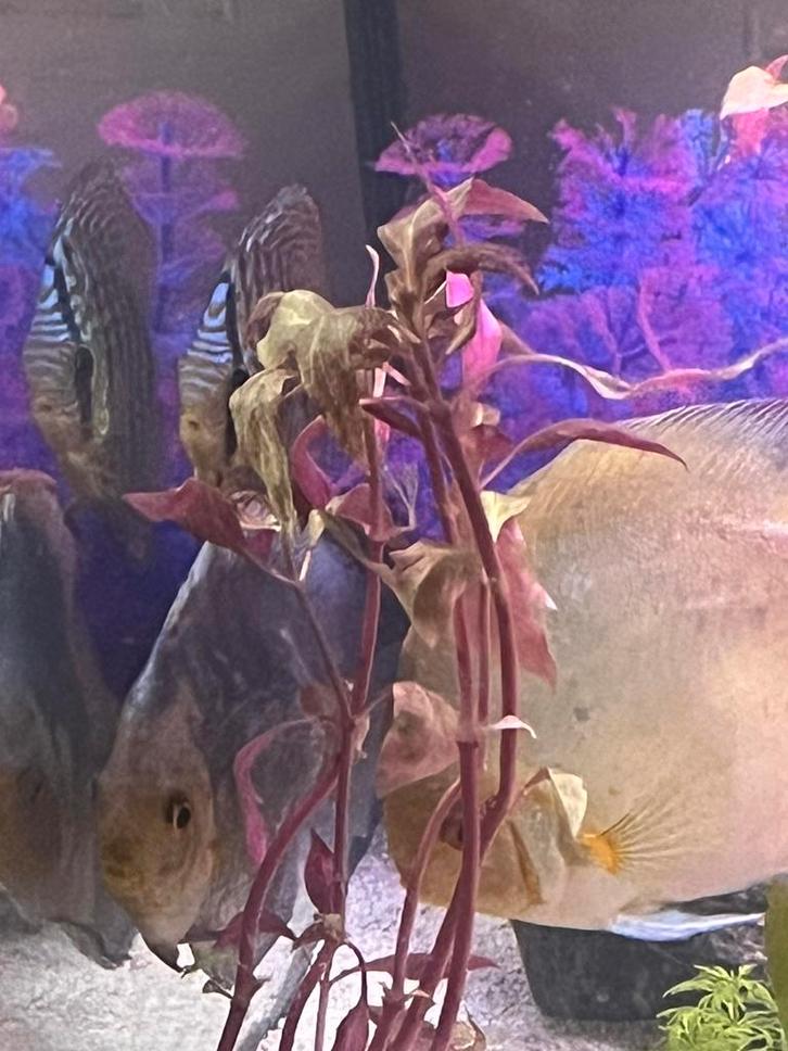 3 discus vissen trio koppeltje dark angel bleu angel, Dieren en Toebehoren, Vissen | Aquariumvissen, Vis