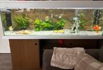 Mooi groot aquarium 1.60 met alle toebehoren en onderkast, Dieren en Toebehoren, Ophalen, Zo goed als nieuw, Gevuld zoetwateraquarium