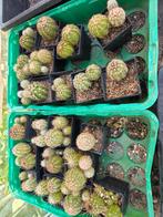 Winterharde cactus mix., Tuin en Terras, Overige soorten, Volle zon, Vaste plant, Ophalen of Verzenden