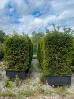 Taxus hagen te koop, Tuin en Terras, Ophalen of Verzenden, Taxus