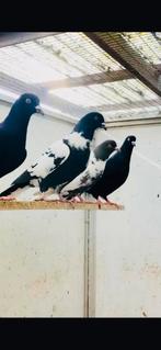 Afghans Duiven te Koop, Meerdere dieren