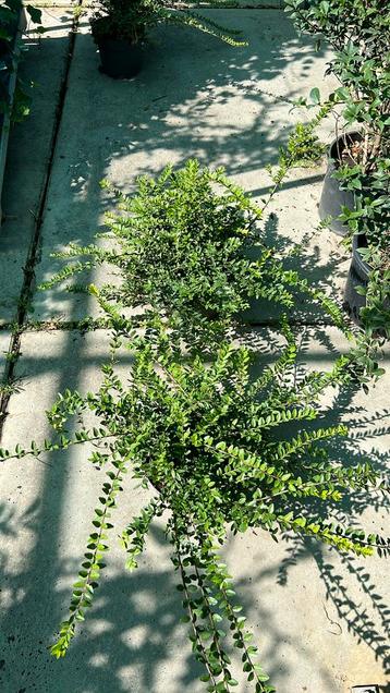 Reuzen grote Lonicera Maigrun van 100 cm doorsnee, 23 cm pot beschikbaar voor biedingen