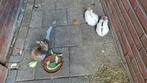 Lieve jonge dwergkonijnen mogen direct weg, Dieren en Toebehoren, Konijnen, Mannelijk, Dwerg, 0 tot 2 jaar