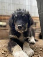 Nero – een vrolijke overlever met een hart vol liefde, Dieren en Toebehoren, Honden | Niet-rashonden, Particulier, Rabiës (hondsdolheid)