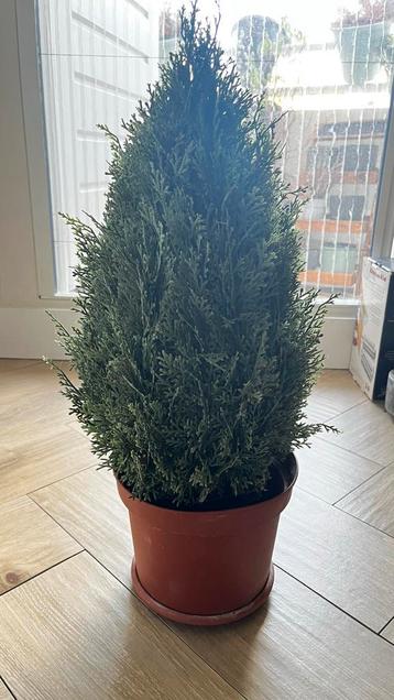 Kunst Thuja in Pot beschikbaar voor biedingen