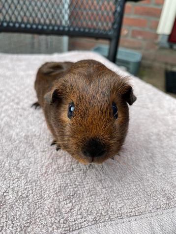 Prachtige jonge cavia’s beschikbaar voor biedingen