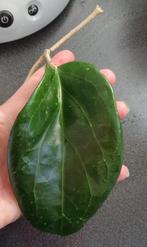 Hoya Surigaoensis stekken, Huis en Inrichting, Kamerplanten, Ophalen of Verzenden, Overige soorten, Volle zon, Minder dan 100 cm
