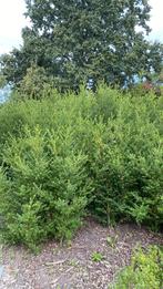 Ilex crenata Green Hedge, Ophalen, Hulst, 100 tot 250 cm