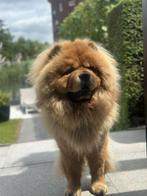Chow chow, CDV (hondenziekte), 1 tot 2 jaar, Eén hond, Nederland