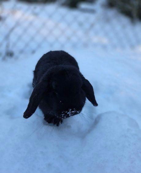 Goofy zoekt een huisje! (Gecastreerd en Gevaccineerd), Dieren en Toebehoren, Konijnen, Klein, Mannelijk, 0 tot 2 jaar, Hangoor