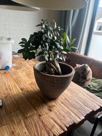 Bonsai Boompje in Pot, Ophalen, Halfschaduw, In pot, Minder dan 100 cm