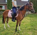 Mooie 5 jarige Welsh pony, Dieren en Toebehoren, Pony's, Merrie, Zadelmak, A pony (tot 1.17m), 3 tot 6 jaar