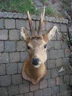 opgezette hertenkop ree hert reebok met gewei taxidermie, Verzamelen, Dierenverzamelingen, Ophalen of Verzenden, Hert, Gewei of Kop