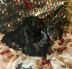 Teckel pups, Dieren en Toebehoren, Honden | Teckels en Dashonden, Parvo, 8 tot 15 weken, Korthaar, Dwerg