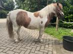 2 lieve kinderpony's, grote shetlanders, Dieren en Toebehoren, Pony's, Merrie, Zadelmak, A pony (tot 1.17m), Recreatiepony