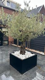 Olijf boom plus bak, Tuin en Terras, Ophalen of Verzenden, 100 tot 250 cm, Olijfboom, Volle zon