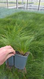 Festuca berni Green - siergras - vaste plant, Tuin en Terras, Planten | Tuinplanten, Volle zon, Vaste plant, Siergrassen, Ophalen of Verzenden