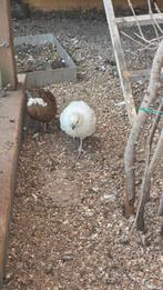 Virginia's boom kwartels, Dieren en Toebehoren, Pluimvee, Meerdere dieren, Overige soorten