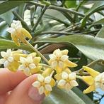 Hoya nicholsoniae ‘New Guinea Ghost’, Huis en Inrichting, Kamerplanten, Overige soorten, In pot, Minder dan 100 cm, Bloeiende kamerplant