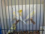 2 koppels geel mozaiek kanaries, Dieren en Toebehoren, Vogels | Kanaries, Meerdere dieren, Kleurkanarie