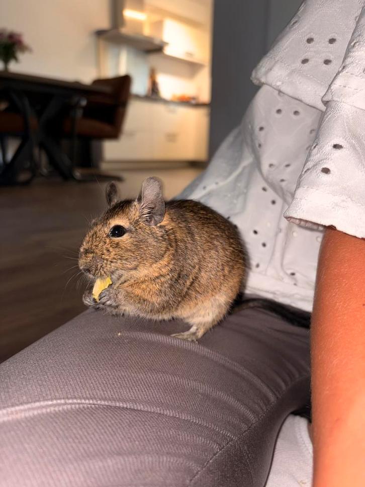 Lieve jonge degoe Boogie zoekt een fijn thuis, Dieren en Toebehoren, Knaagdieren, Mannelijk, Overige typen, Januari, Tam