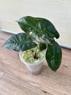 Alocasia pink Dragon variegata Knollen ;), Verzenden, Overige soorten, Minder dan 100 cm