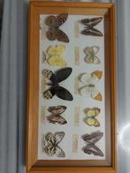 Opgezette vlinders, Verzamelen, Dierenverzamelingen, Ophalen of Verzenden, Zo goed als nieuw