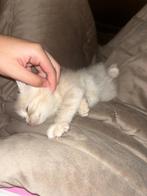 Britse Korthaar kitten, Dieren en Toebehoren, Katten en Kittens | Raskatten | Langhaar, Poes, Ontwormd, 0 tot 2 jaar