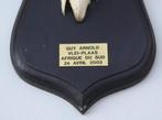 Schedel SPRINGBOK op zwart houten schild (ref. K), Ophalen of Verzenden, Gebruikt, Wild dier, Schedel