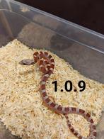 Pantherophis guttatus, pied sided., Dieren en Toebehoren, Reptielen en Amfibieën, Slang, Tam, 0 tot 2 jaar