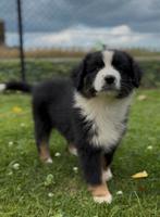 Australian shepherd pups, Dieren en Toebehoren, CDV (hondenziekte), 8 tot 15 weken, Meerdere, Meerdere dieren
