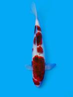 OGATA Benigoi Female rood goromo Ginrin Asagi trommelfilter, Dieren en Toebehoren, Vissen | Vijvervissen