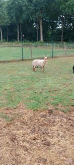 Mooie racka ooi, Dieren en Toebehoren, Schapen, Geiten en Varkens, Vrouwelijk, Schaap