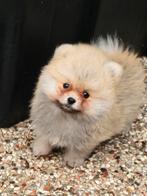 Pomeriaan pups, Dieren en Toebehoren, 8 tot 15 weken, Meerdere dieren, Eén hond, Nederland