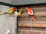 Prachtig kweekkoppel rosella 2025, Meerdere dieren, Parkiet, Geringd