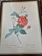 3x prachtig rozenschilderij 33,5x44cm P.J. Redoute Pinx, Minder dan 50 cm, Minder dan 50 cm, Schilderij, Zo goed als nieuw