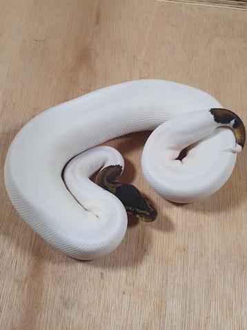 Python regius vrouw (inruil mogelijk) beschikbaar voor biedingen