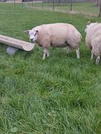 Texelaar Rammen Te Koop, Dieren en Toebehoren, Schapen, Geiten en Varkens, Mannelijk, Schaap, 0 tot 2 jaar