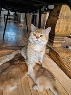 Britse korthaar golden kittens, Dieren en Toebehoren, Meerdere dieren, Ontwormd